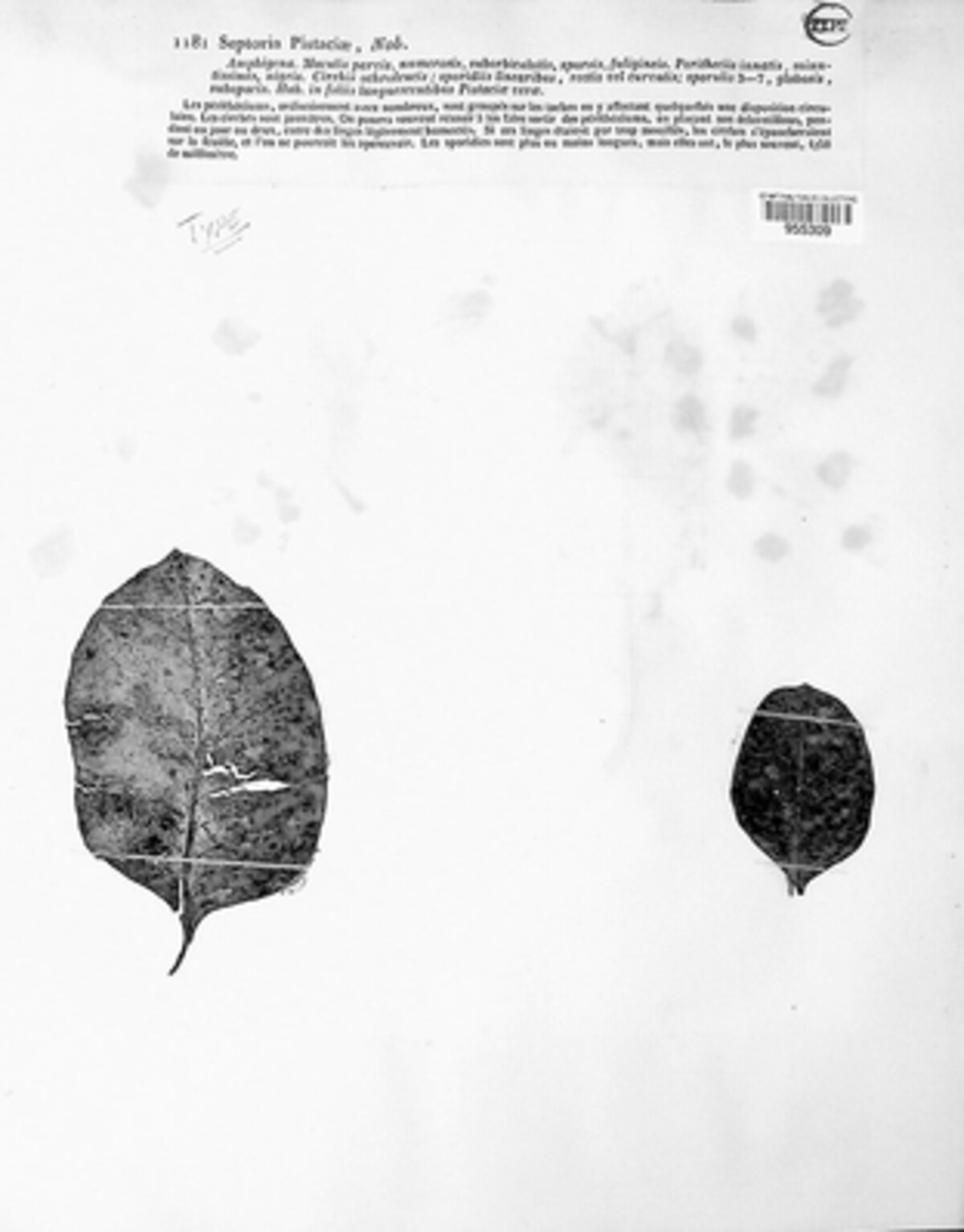 Septoria pistaciae image